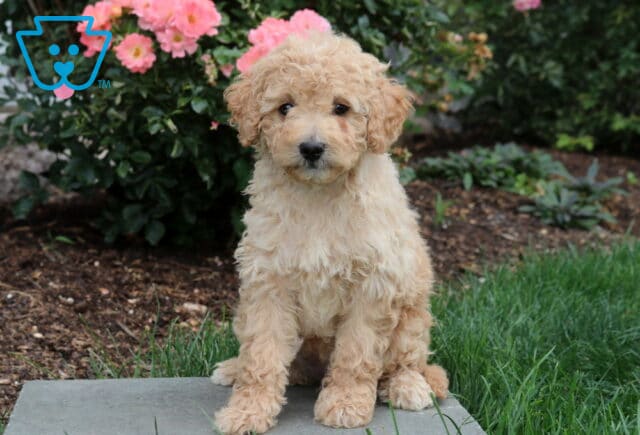 Pretty Mini Goldendoodle2 image