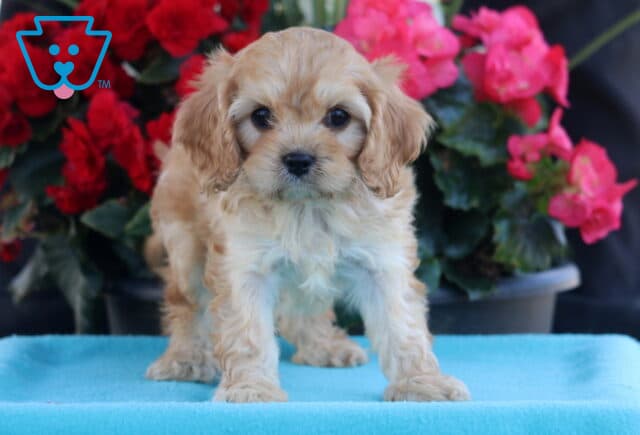 Prince Cavapoo image