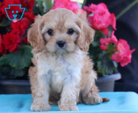 Prince Cavapoo2