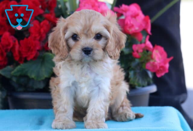 Prince Cavapoo2 image