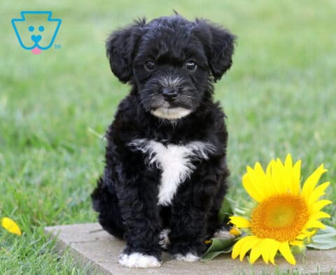 Fluffy black Yorkiepoo puppy with a bright white chest patch sitting on a stone paver beside a vibrant sunflower, posing sweetly against a soft green lawn background.