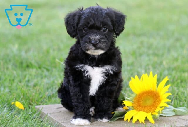 Fluffy black Yorkiepoo puppy with a bright white chest patch sitting on a stone paver beside a vibrant sunflower, posing sweetly against a soft green lawn background. image