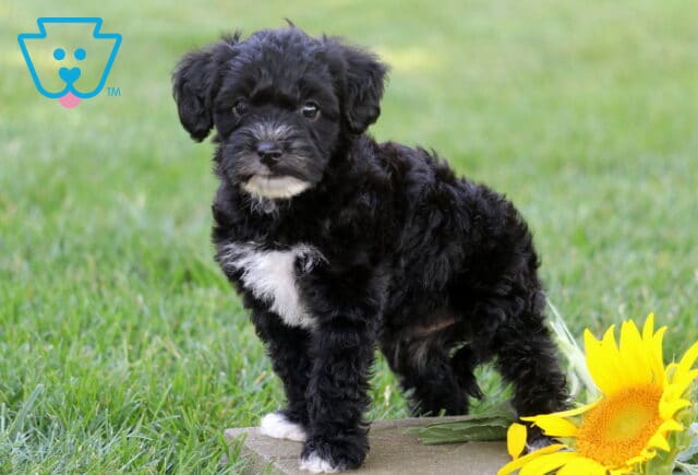 Curly black Yorkiepoo puppy with a white chest and tiny white paws standing beside a bright yellow sunflower, looking calmly at the camera in a grassy outdoor setting. image