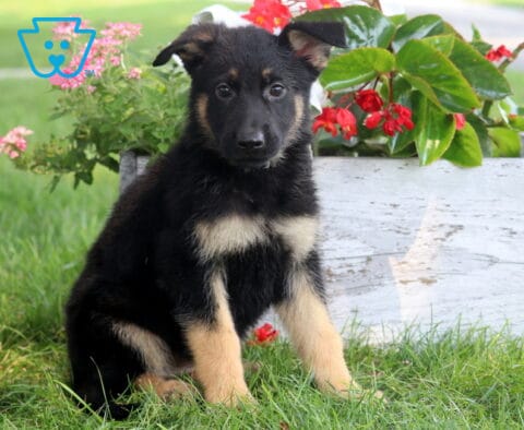 Princess German