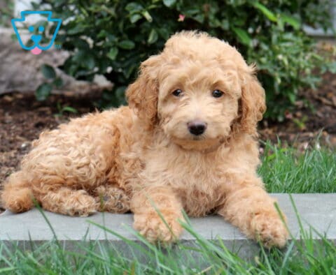 Princess Mini Goldendoodle