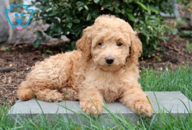 Princess Mini Goldendoodle image