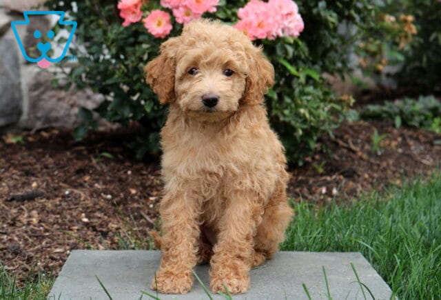 Princess Mini Goldendoodle2 image