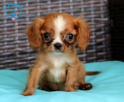 Pudge Cavalier