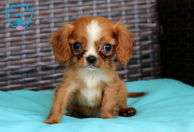 Pudge Cavalier image