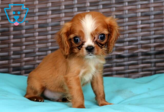 Pudge Cavalier2 image