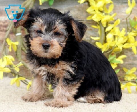 Charming black and tan Yorkie puppy sitting on a soft cream rug, with fluffy facial fur, gentle eyes, and floppy ears, posed in front of bright yellow blossoms and a rustic stone backdrop.