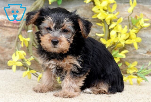 Charming black and tan Yorkie puppy sitting on a soft cream rug, with fluffy facial fur, gentle eyes, and floppy ears, posed in front of bright yellow blossoms and a rustic stone backdrop. image