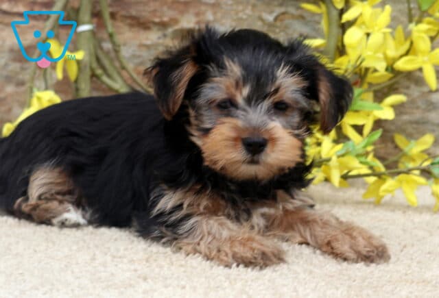 Adorable Yorkshire Terrier puppy stretched out on a plush cream blanket, displaying a silky black and tan coat, fluffy paws, and a calm expression, with vibrant yellow flowers and a rustic stone wall in the background. image