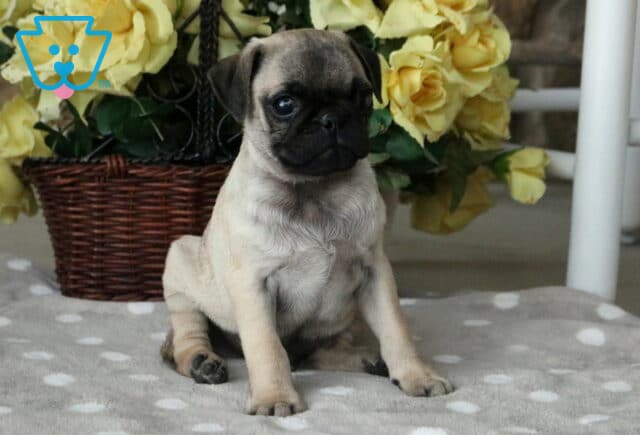 Adorable fawn Jug puppy with a black mask sitting on a soft gray polka-dot blanket, posing sweetly in front of a basket of blooming yellow roses. image