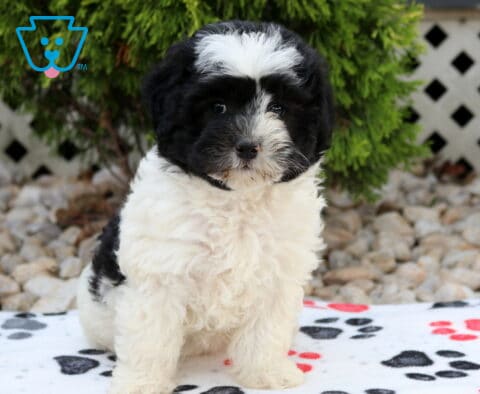 Black and white Havapoo puppy with a fluffy white blaze sitting on a paw-print blanket, showing its soft wavy coat and sweet, expressive face against a backyard garden backdrop.