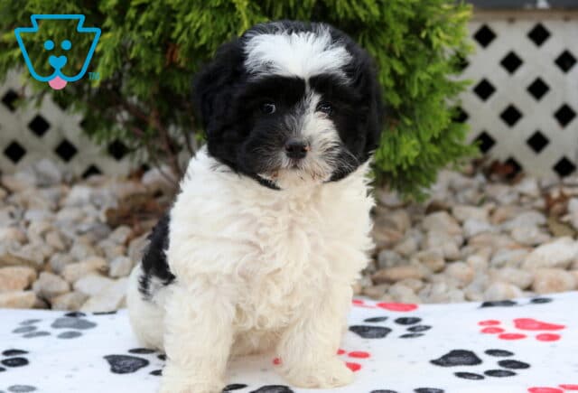 Black and white Havapoo puppy with a fluffy white blaze sitting on a paw-print blanket, showing its soft wavy coat and sweet, expressive face against a backyard garden backdrop. image