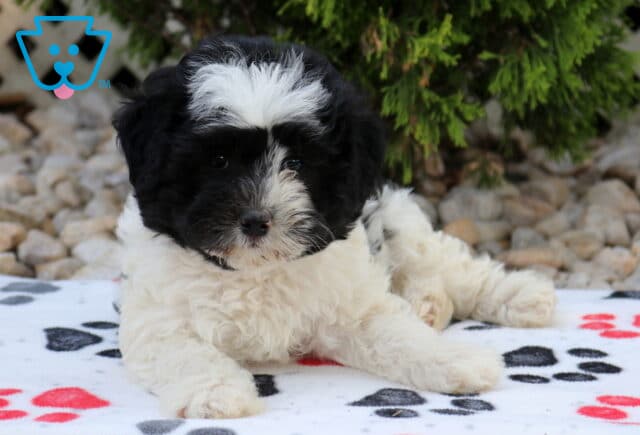 Black and white Havapoo puppy with a fluffy white forehead resting on a paw-print blanket, featuring a soft curly coat, bright eyes, and a relaxed, cuddly pose in an outdoor setting. image