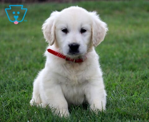 Pupcake Eng Cream Golden