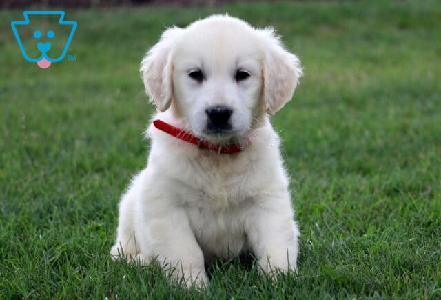 Pupcake Eng Cream Golden image