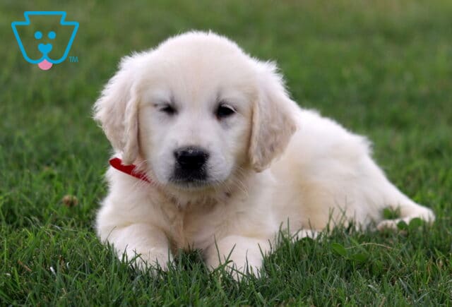 Pupcake Eng Cream Golden2 image