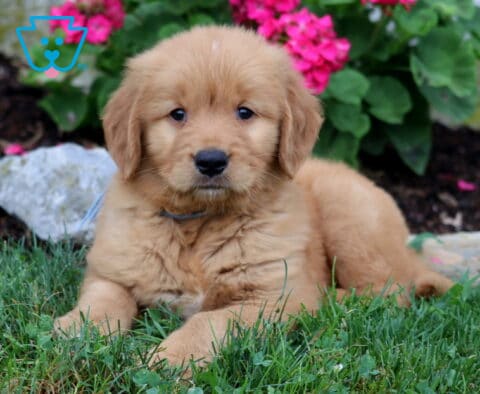 Racco Golden