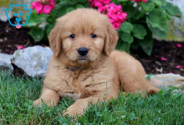 Racco Golden image