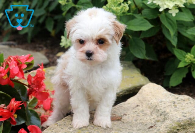 Fluffy cream-and-white Maltese Mix puppy sitting on a garden stone surrounded by vibrant red flowers and lush greenery, with a soft, curious expression. image