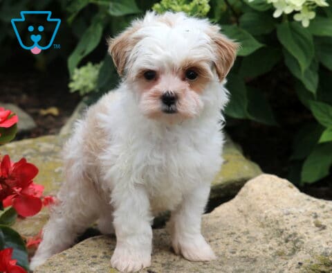 Cream-and-white Maltese Mix puppy with a fluffy coat sitting on a large garden rock, framed by bright red flowers and lush green hydrangeas, looking directly at the camera.