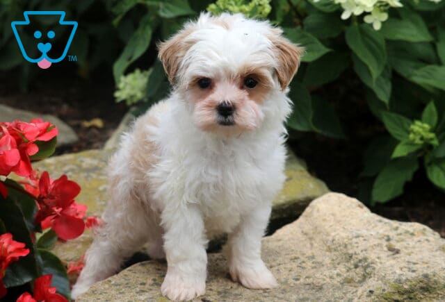 Cream-and-white Maltese Mix puppy with a fluffy coat sitting on a large garden rock, framed by bright red flowers and lush green hydrangeas, looking directly at the camera. image
