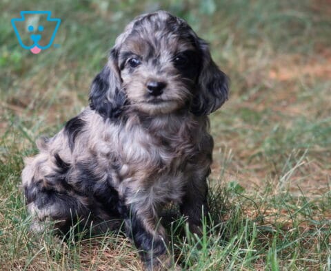 Rainy Cockapoo