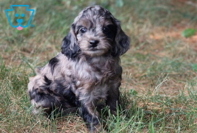 Rainy Cockapoo image