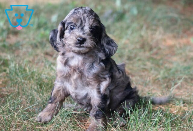 Rainy Cockapoo2 image