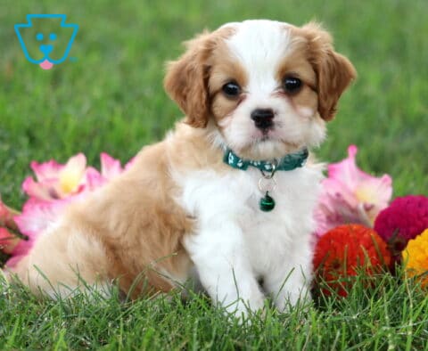 Randy Cavapoo