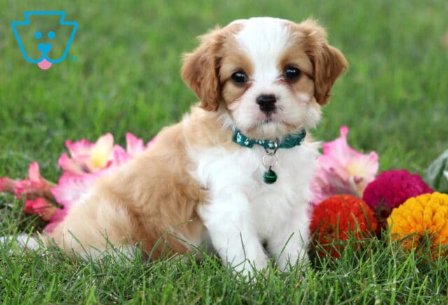 Randy Cavapoo image