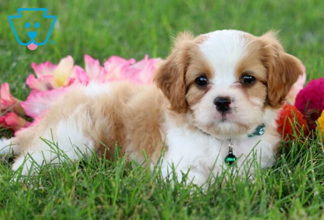 Randy Cavapoo2 image