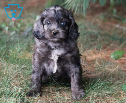 Ranger Cockapoo