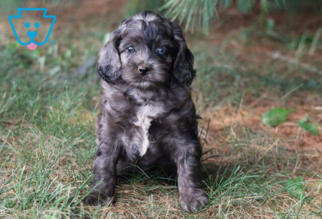 Ranger Cockapoo image