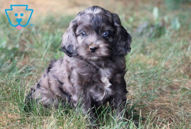 Ranger Cockapoo2 image