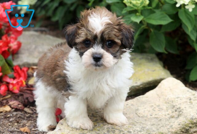 Fluffy Maltese Mix puppy with a white, brown, and black coat standing on a garden stone, surrounded by vibrant red flowers and lush greenery with an alert, lovable expression. image