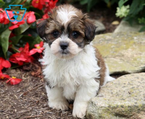 Adorable Maltese Mix puppy with a fluffy white, brown, and black coat sitting beside natural garden stones, framed by bright red flowers and gazing sweetly into the camera.