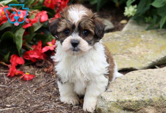 Adorable Maltese Mix puppy with a fluffy white, brown, and black coat sitting beside natural garden stones, framed by bright red flowers and gazing sweetly into the camera. image
