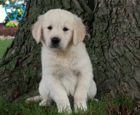 Rascal Golden