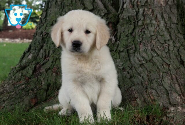 Rascal Golden image