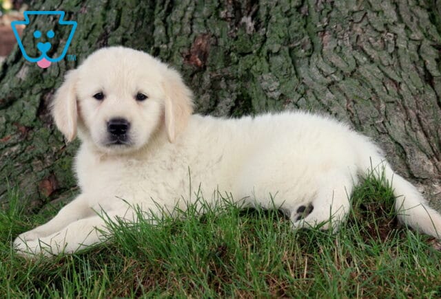 Rascal Golden2 image