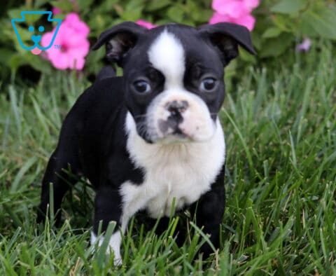 Rasco Boston