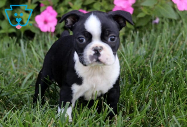 Rasco Boston image