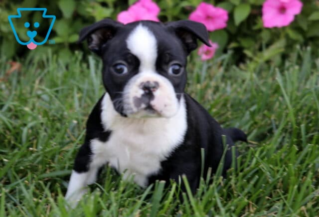 Rasco Boston2 image
