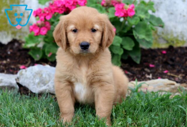 Rayna Golden image