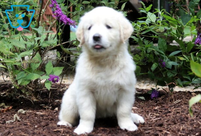 Remi Golden image