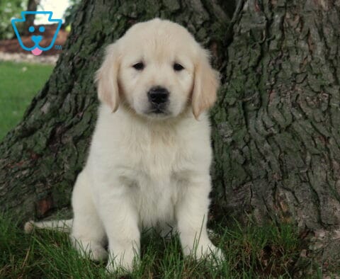 Remi Golden